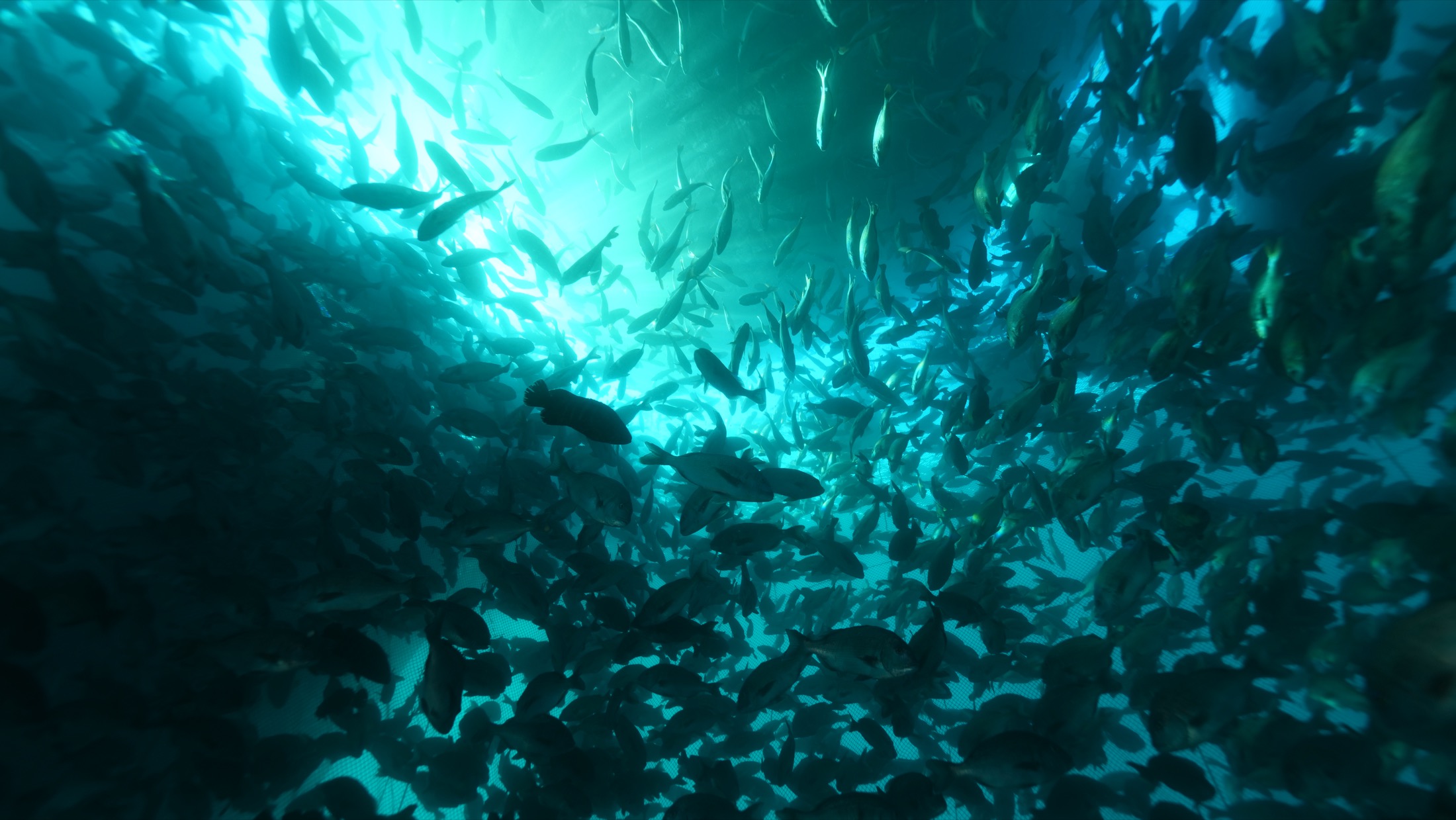 a school of zako