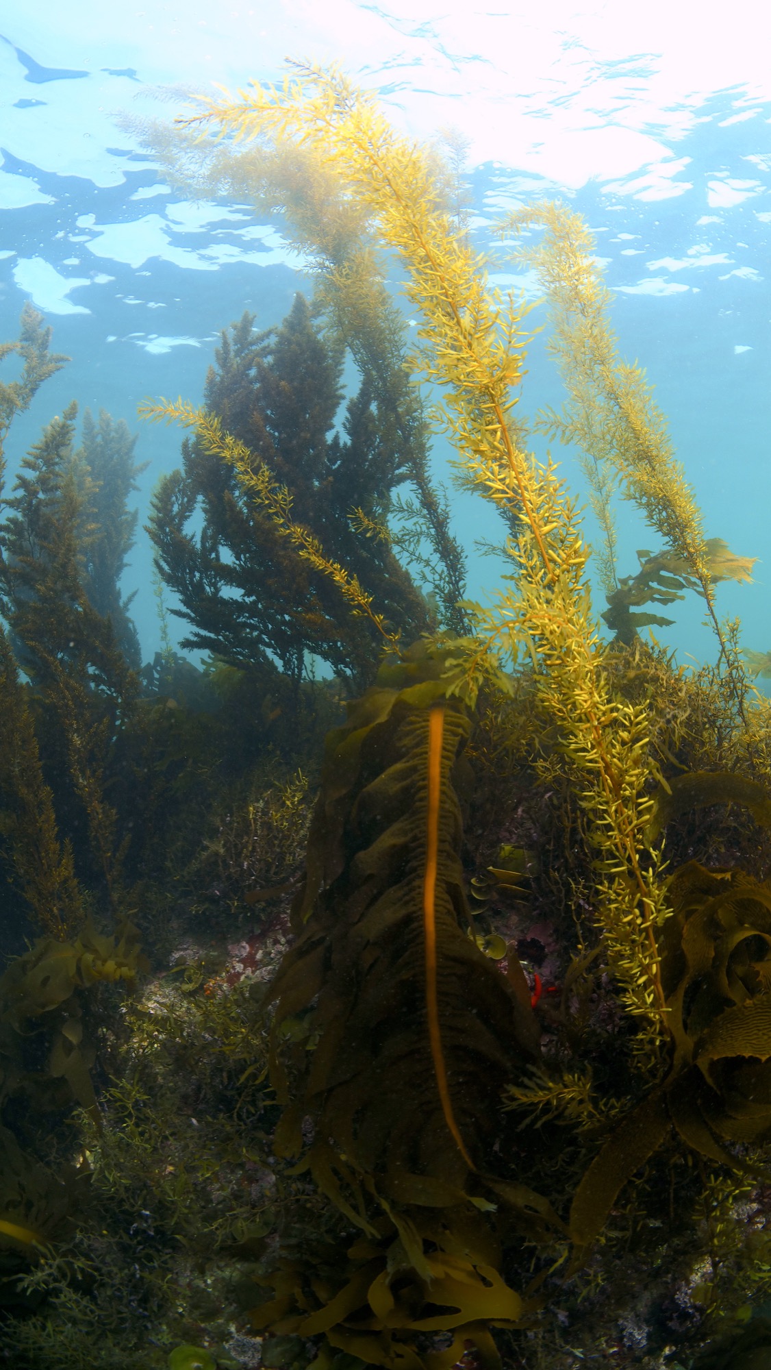 kelp forest
