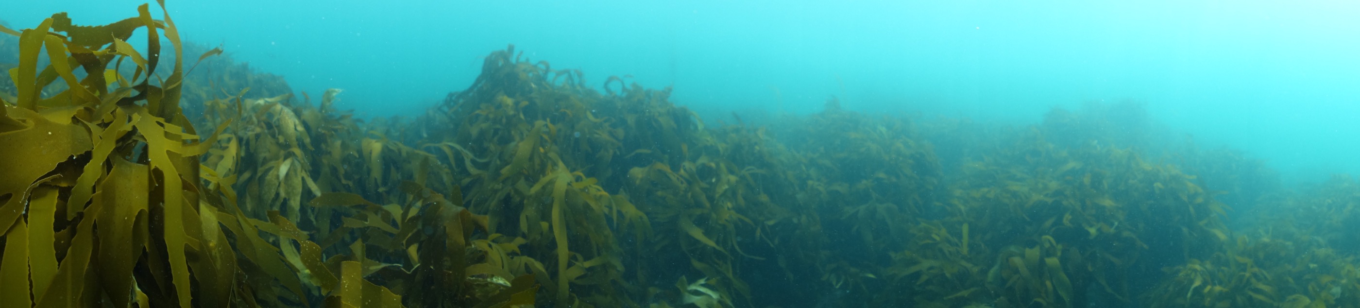 kelp forest of Ise-Shima