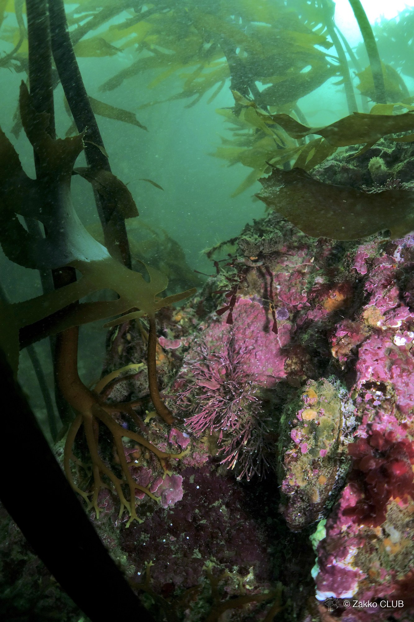 Zakko CLUB gallery