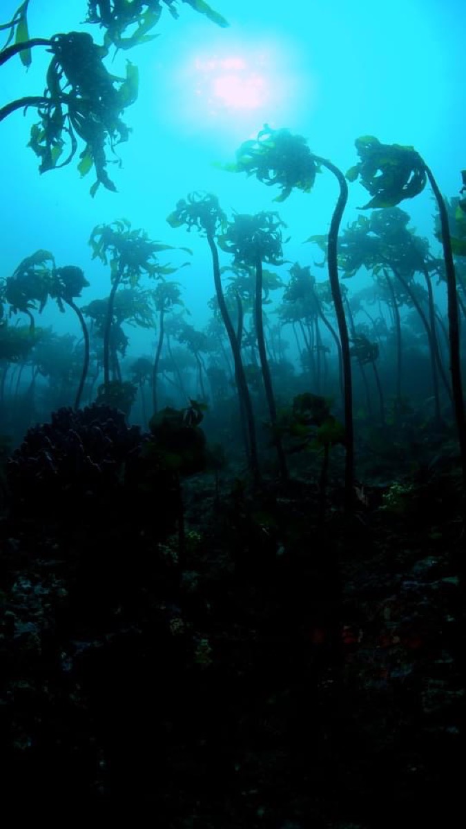 Toba's underwater forest. Species that have vanished elsewhere can be seen here, “still alive.”