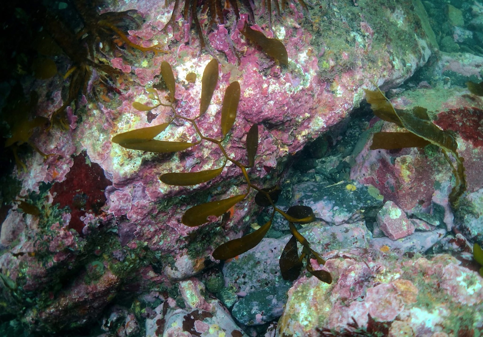 Sargassum segii, endemic to Ise-Shima. Its paddle-shaped fronds are distinctive; only three shores where it still grows remain.